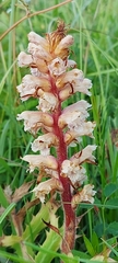 Orobanche amethystea amethystea