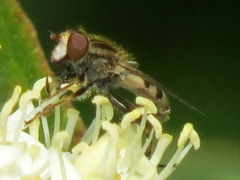 Helophilina