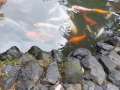 Cyprinus rubrofuscus