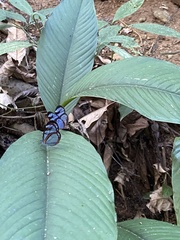 Lepidoptera