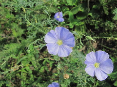 Linum nervosum