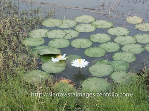 Egyptian white water-lily