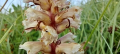 Orobanche amethystea amethystea