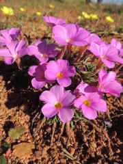 Oxalis hirta hirta
