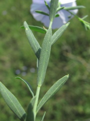 Linum nervosum