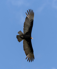 Cathartes burrovianus