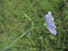 Linum nervosum