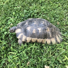 Testudo marginata
