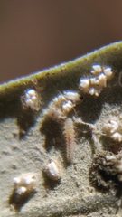 Clitostethus arcuatus