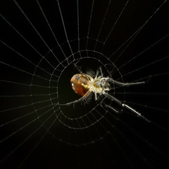 Leucauge argentina
