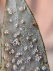 Clitostethus arcuatus