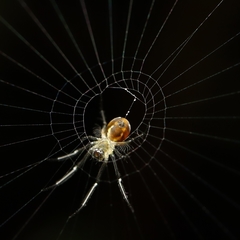 Leucauge argentina