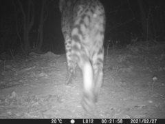 Leptailurus serval constantina