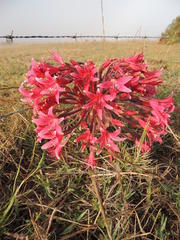 Brunsvigia bosmaniae