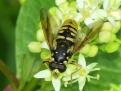 Temnostoma alternans