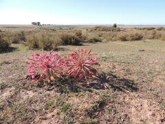 Brunsvigia bosmaniae