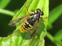 Temnostoma alternans