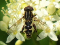 Helophilina