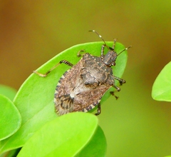 Halyomorpha picus