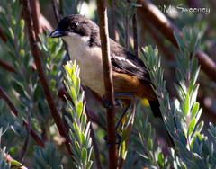 Laniarius ferrugineus ferrugineus