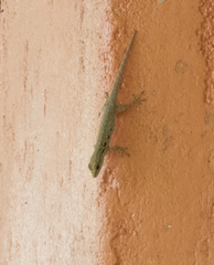 Lygodactylus