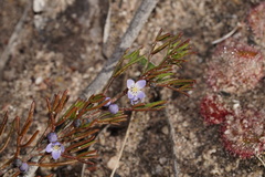 Cyanothamnus ramosus anethifolia
