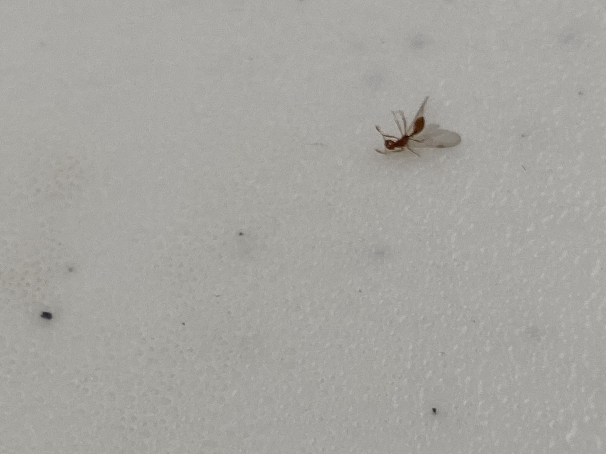 Solenopsis succinea