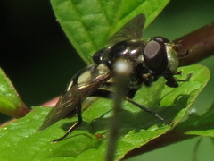 Sericomyia lata