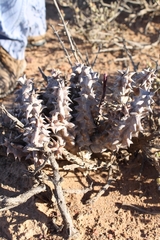 Quaqua mammillaris