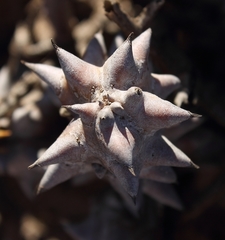 Quaqua mammillaris
