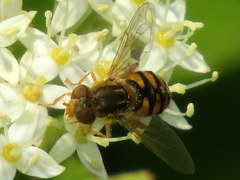 Parhelophilus obsoletus