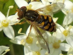 Parhelophilus obsoletus
