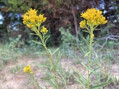 Euthamia gymnospermoides