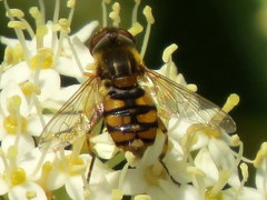 Parhelophilus obsoletus