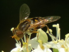 Parhelophilus obsoletus