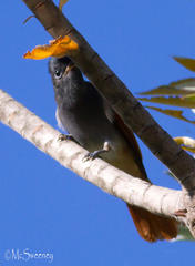 Terpsiphone viridis granti