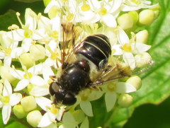Eristalis obscura