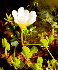 Oxalis dregei