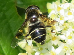 Eristalis obscura