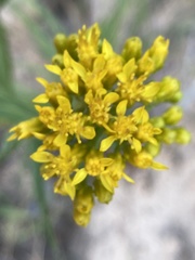 Euthamia gymnospermoides