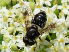 Eristalis obscura