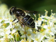 Eristalis obscura