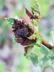 Dasineura crataegi