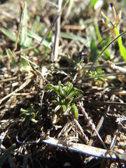 Oxalis hirta tenuicaulis