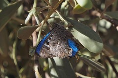 Ogyris amaryllis