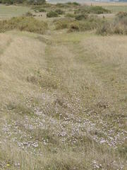 Oxalis hirta tenuicaulis