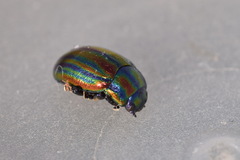 Chrysolina cerealis