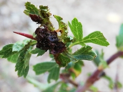 Dasineura crataegi