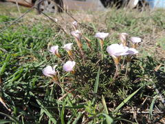 Oxalis hirta tenuicaulis