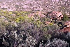 Euryops lateriflorus